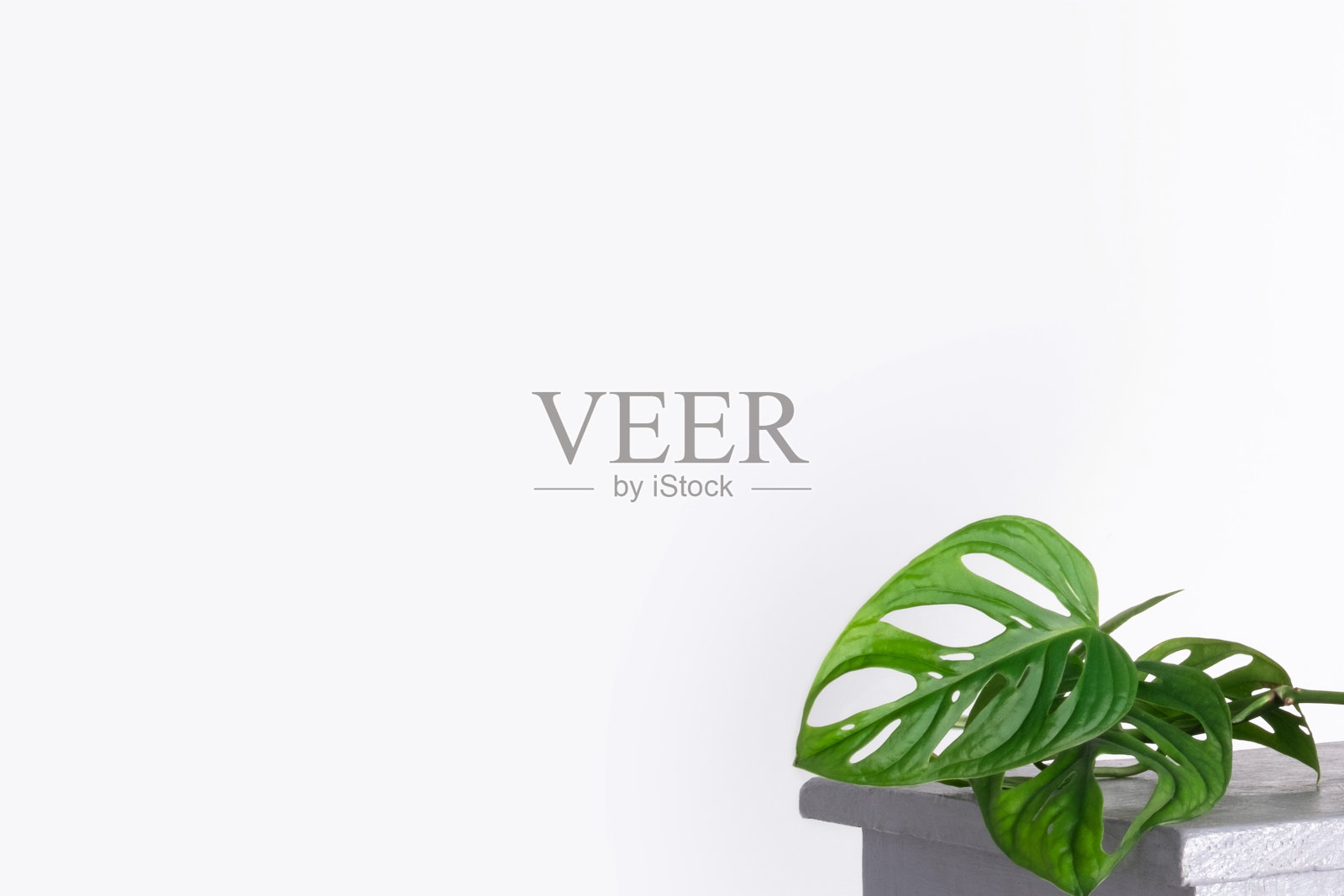 Monstera Monkey Mask或Obliqua或Adansonii叶子。白色花盆中的家庭植物。极简主义和斯堪的纳维亚风格的概念,城市丛林和花园房间。白灰背景照片摄影图片