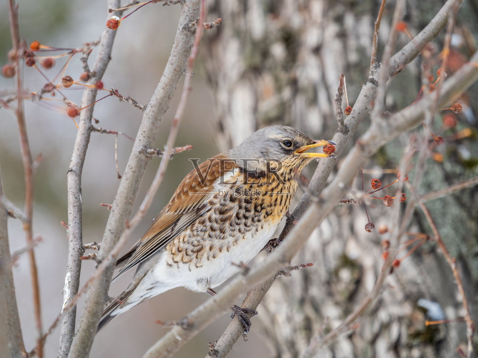 在冬天或早春时节,菲尔德福坐在灌木上吃野红苹果。照片摄影图片
