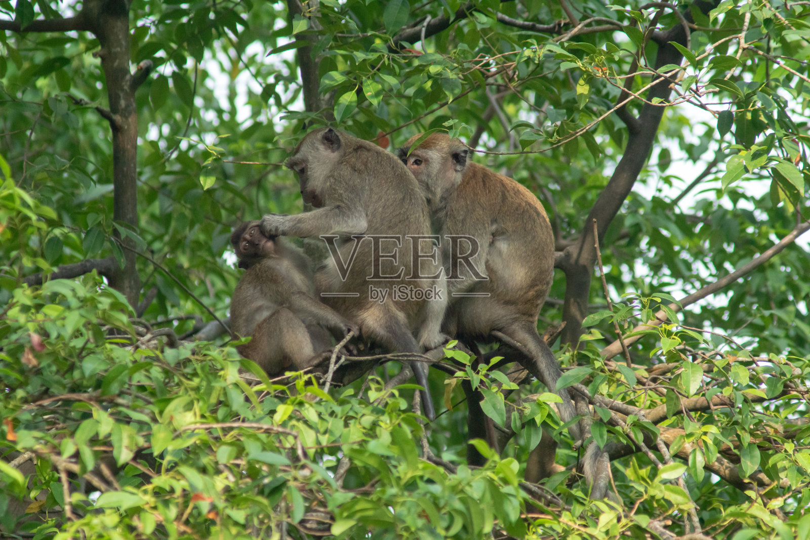 猴子在树上互相抓毛。照片摄影图片