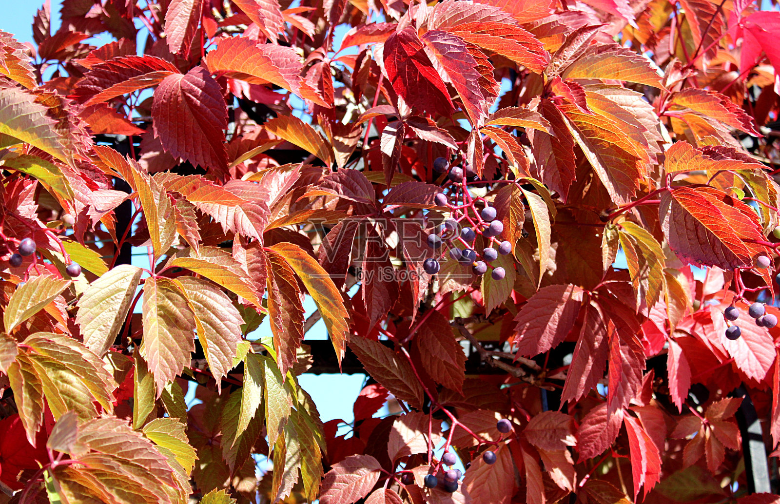 秋天的野葡萄生长在户外。照片摄影图片