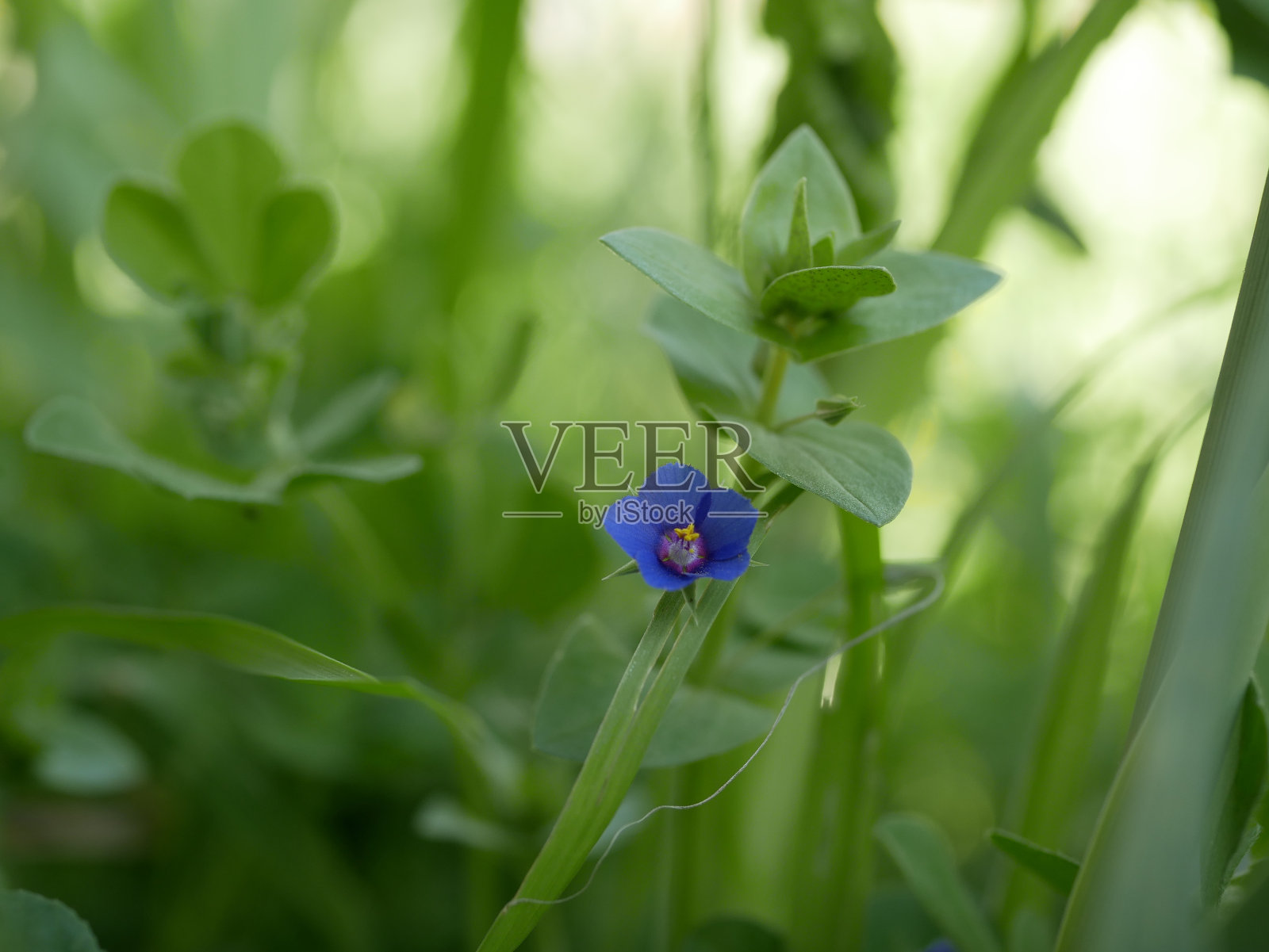 在阳光明媚的夏天开的一种浅蓝色小花。草地上美丽芬芳的野花。照片摄影图片