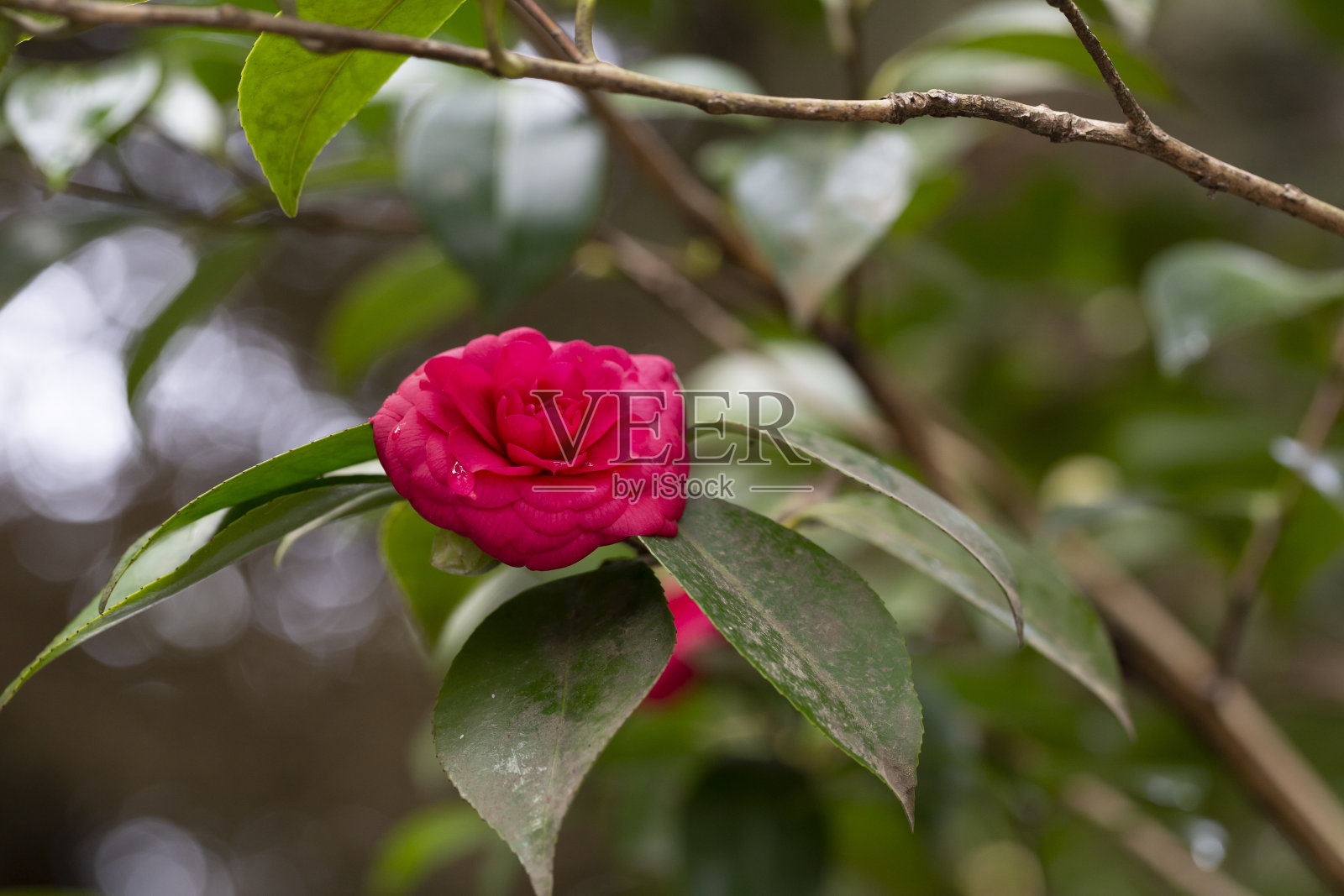 美丽的红色山茶花在花园里的树枝上,自然的春花背景照片摄影图片