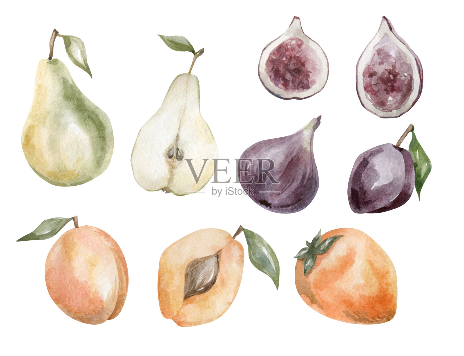 水彩植物插画图片素材