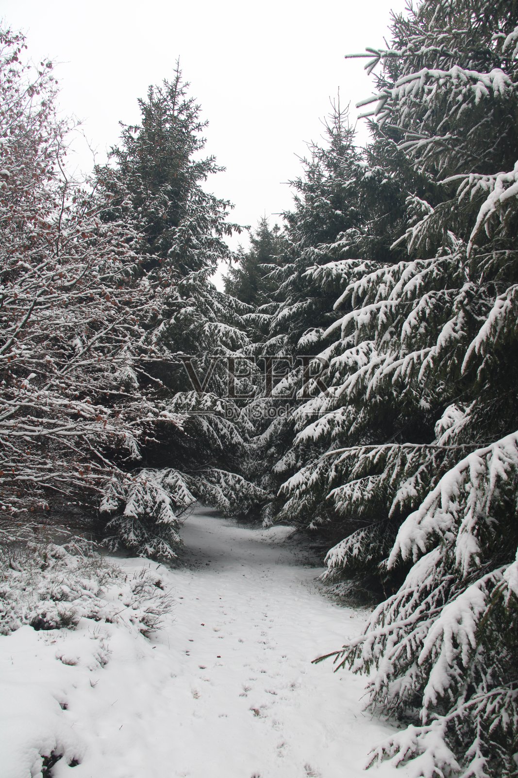 在哈尔茨山脉的“哈泽Försterstieg”上徒步旅行照片摄影图片