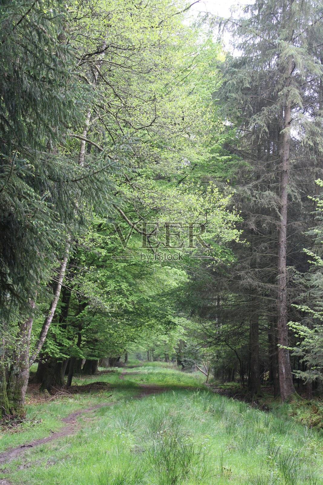 在德国北部的Nordpfad徒步旅行Hölzerbruch-Malse照片摄影图片