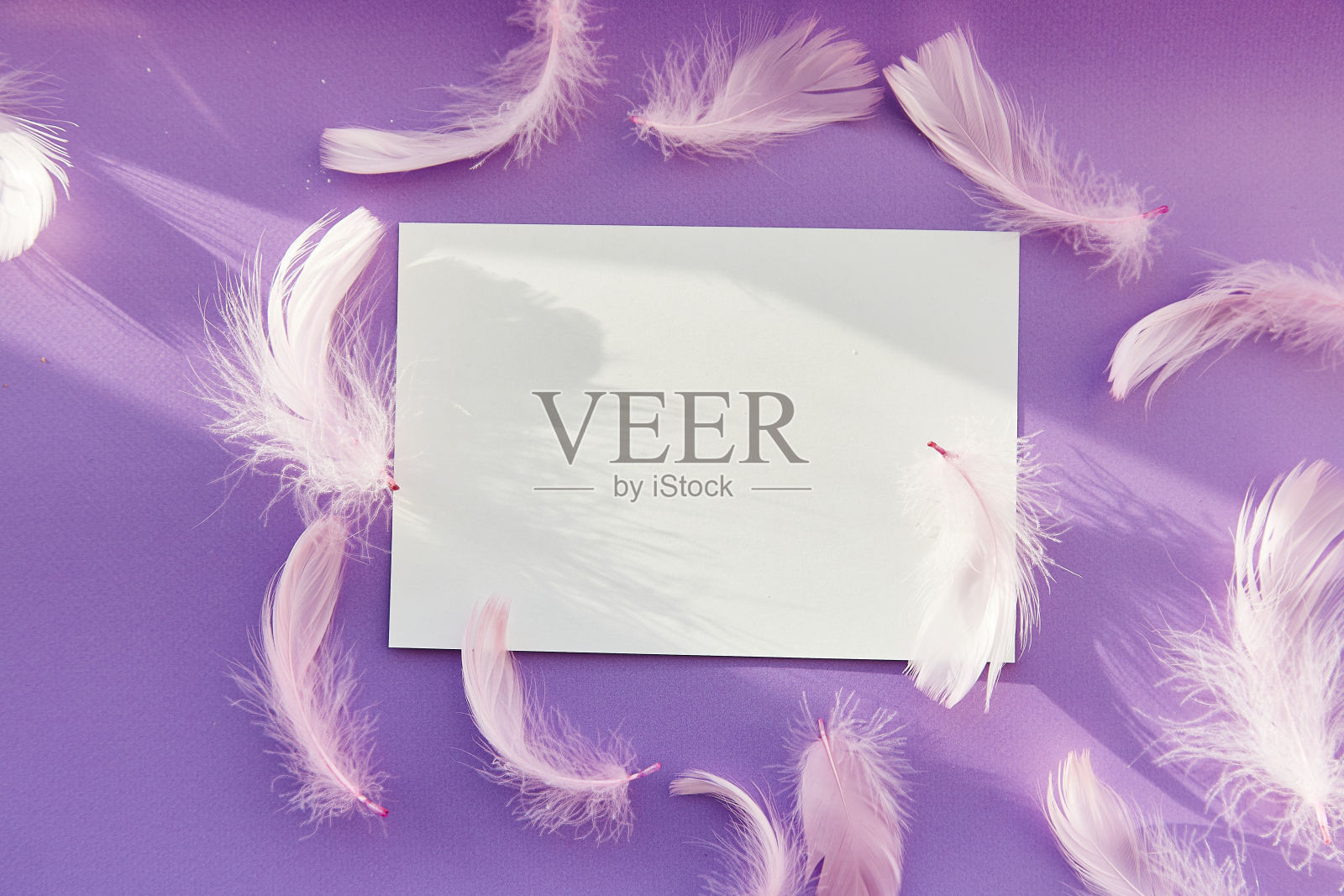 白色的模型上有粉红色的羽毛和阴影。生日快乐,周年庆典邀请,节日祝福理念。紫色的背景。文本的地方照片摄影图片