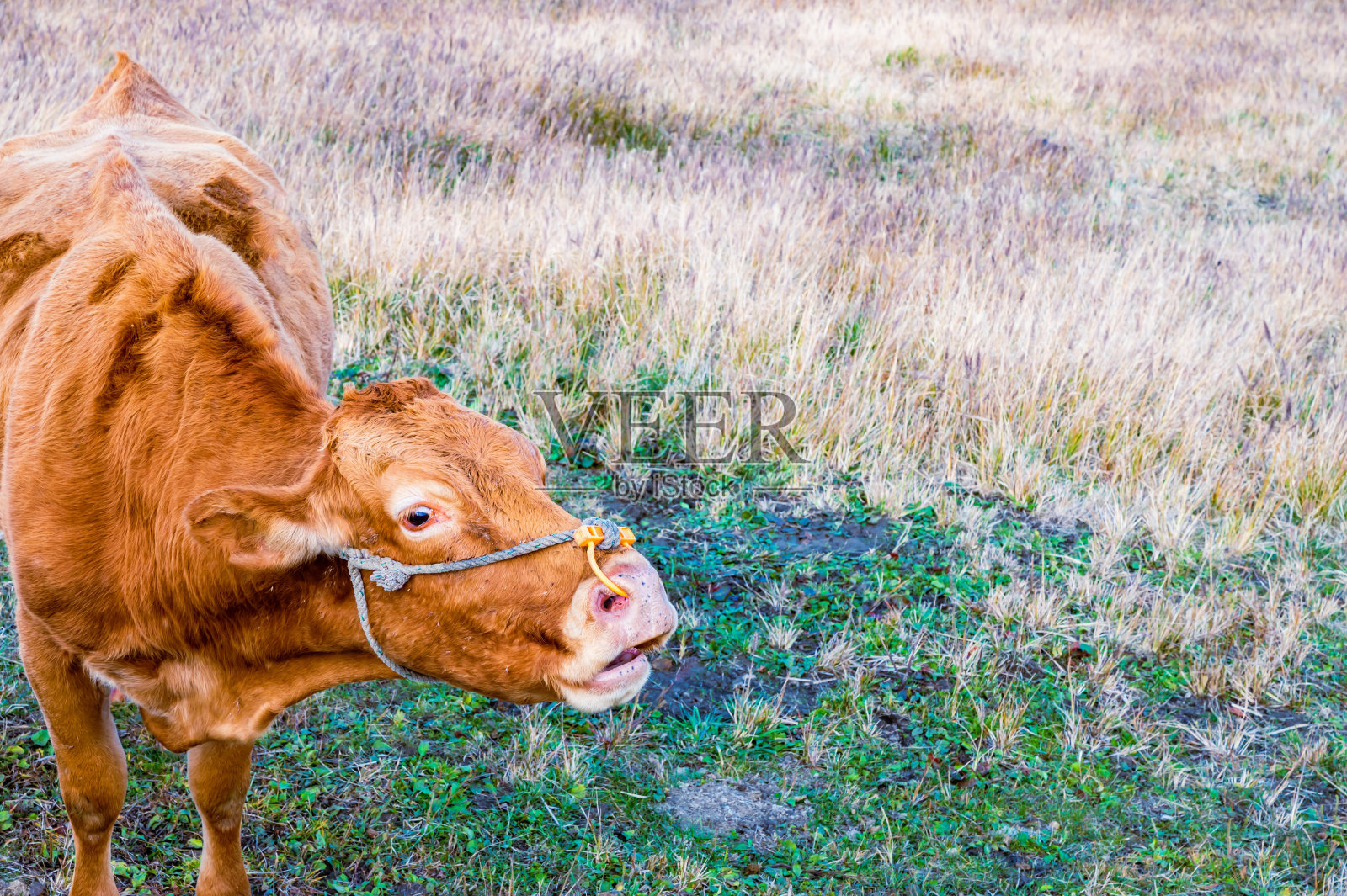 在高原荒野中吃草的牛照片摄影图片