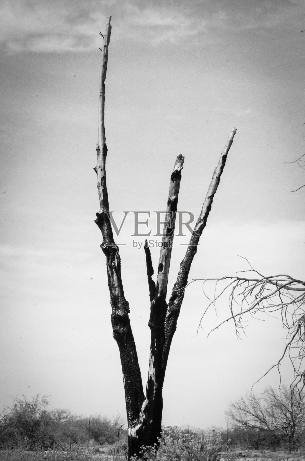 死树黑白相间照片摄影图片