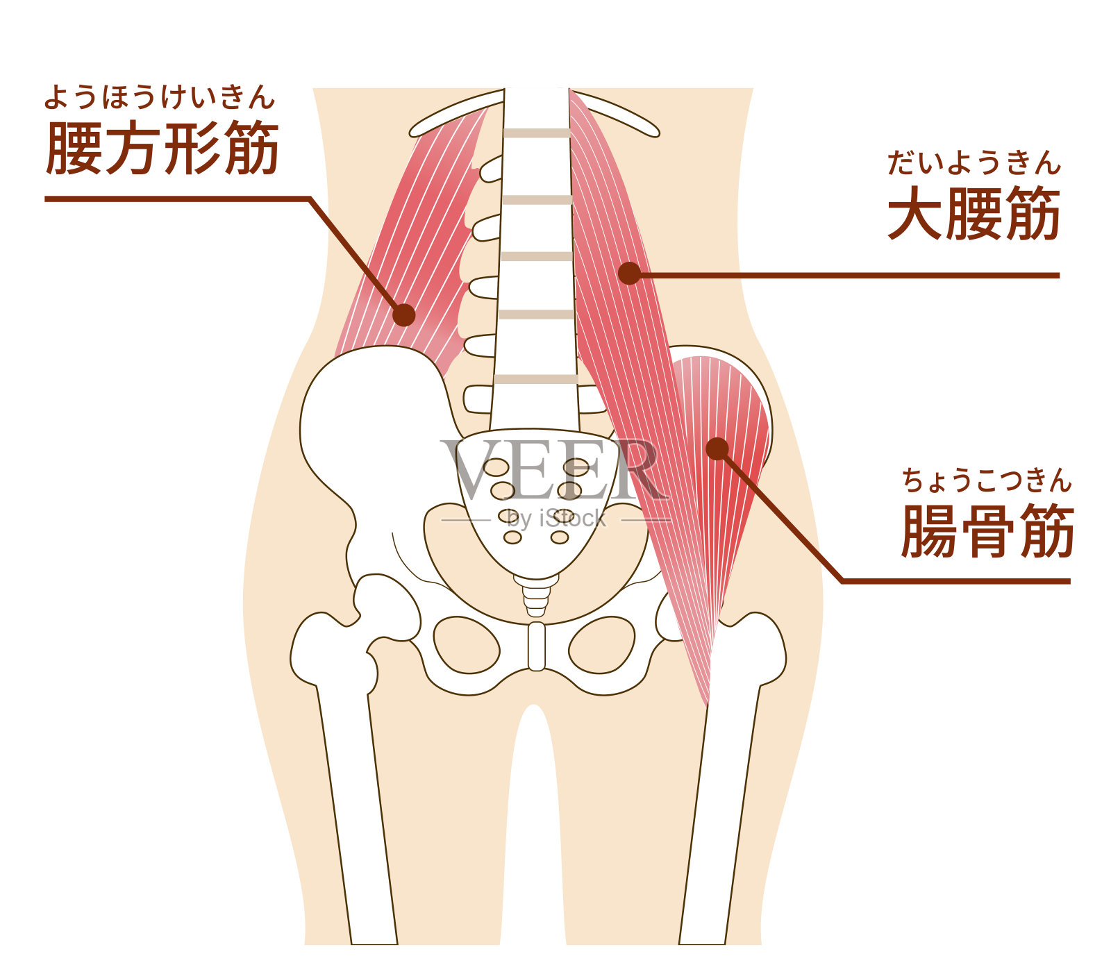腹部大腰肌和髂腰肌图示插画图片素材