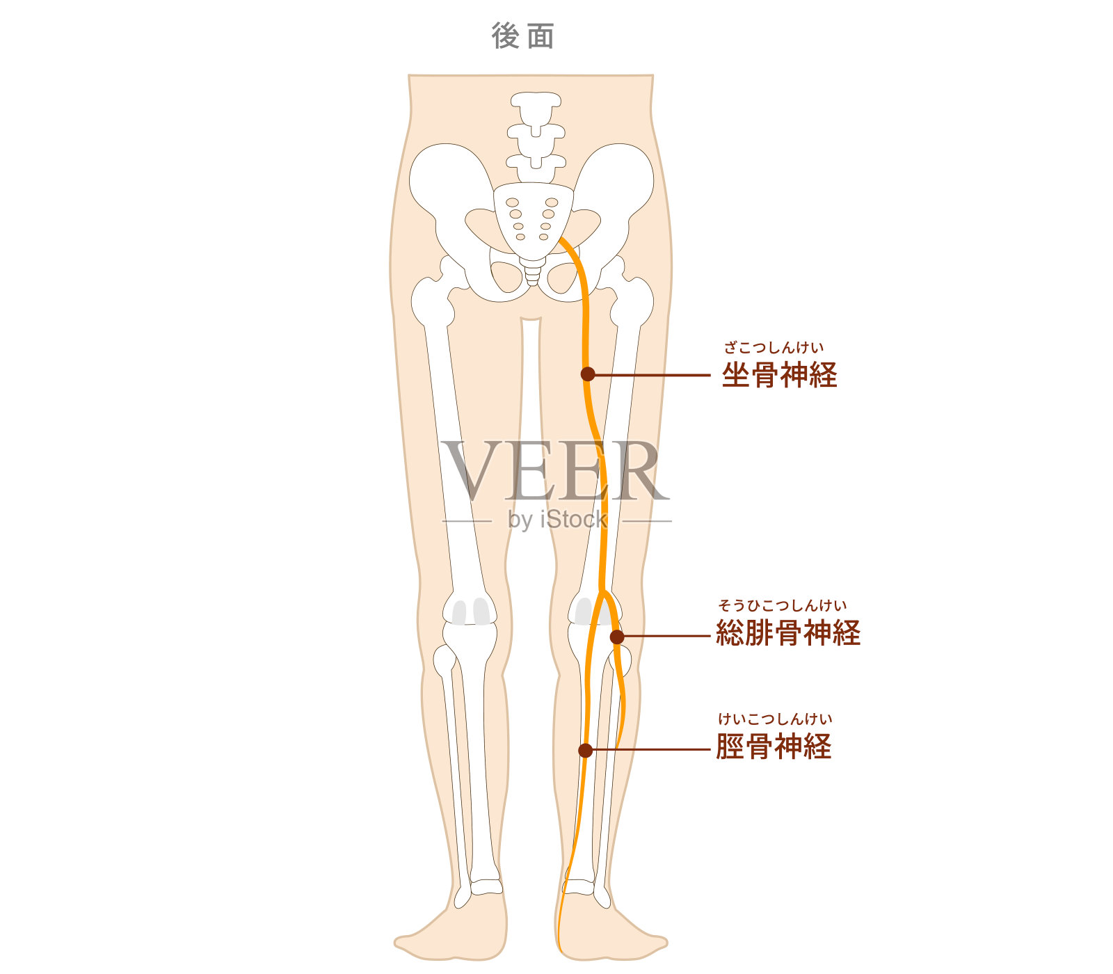 腹部大腰肌和髂腰肌图示插画图片素材
