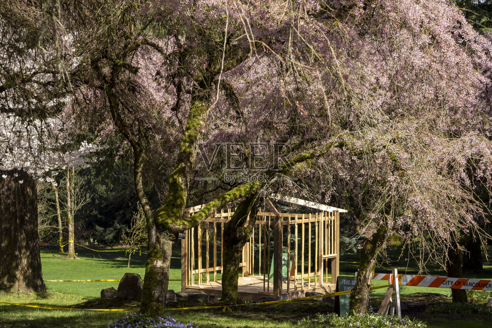 VanDusen植物园照片摄影图片