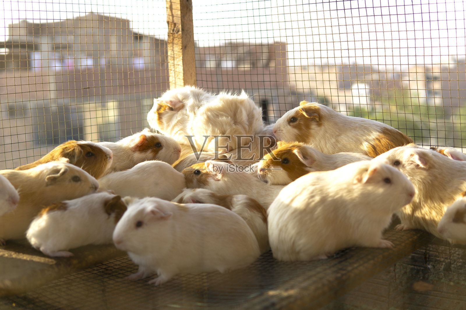 几内亚猪宝宝照片摄影图片