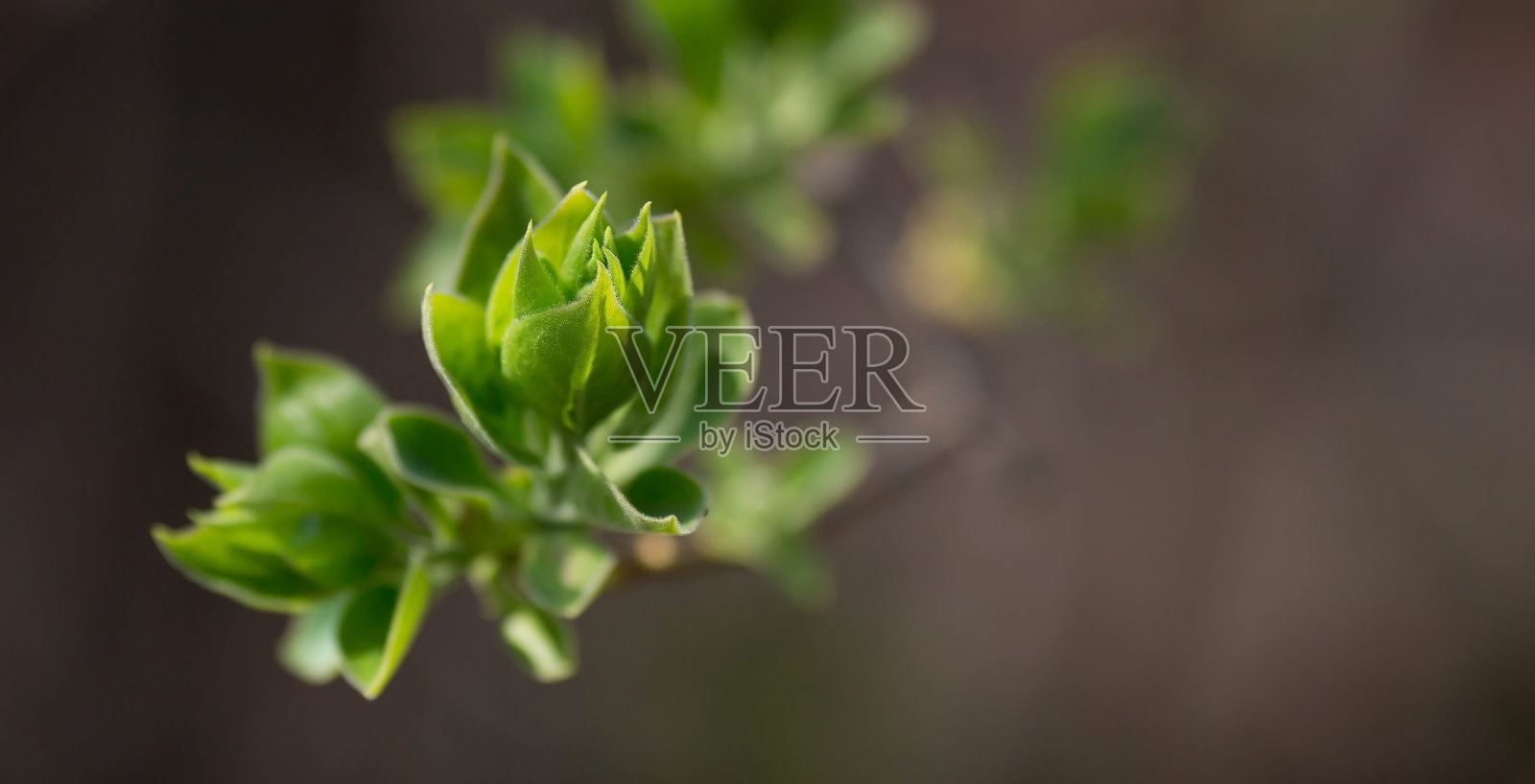 春天,大自然壁纸。幼树的叶子和嫩芽靠近。新叶子出现在树枝上。树或灌木会发芽。模糊的背景。照片摄影图片