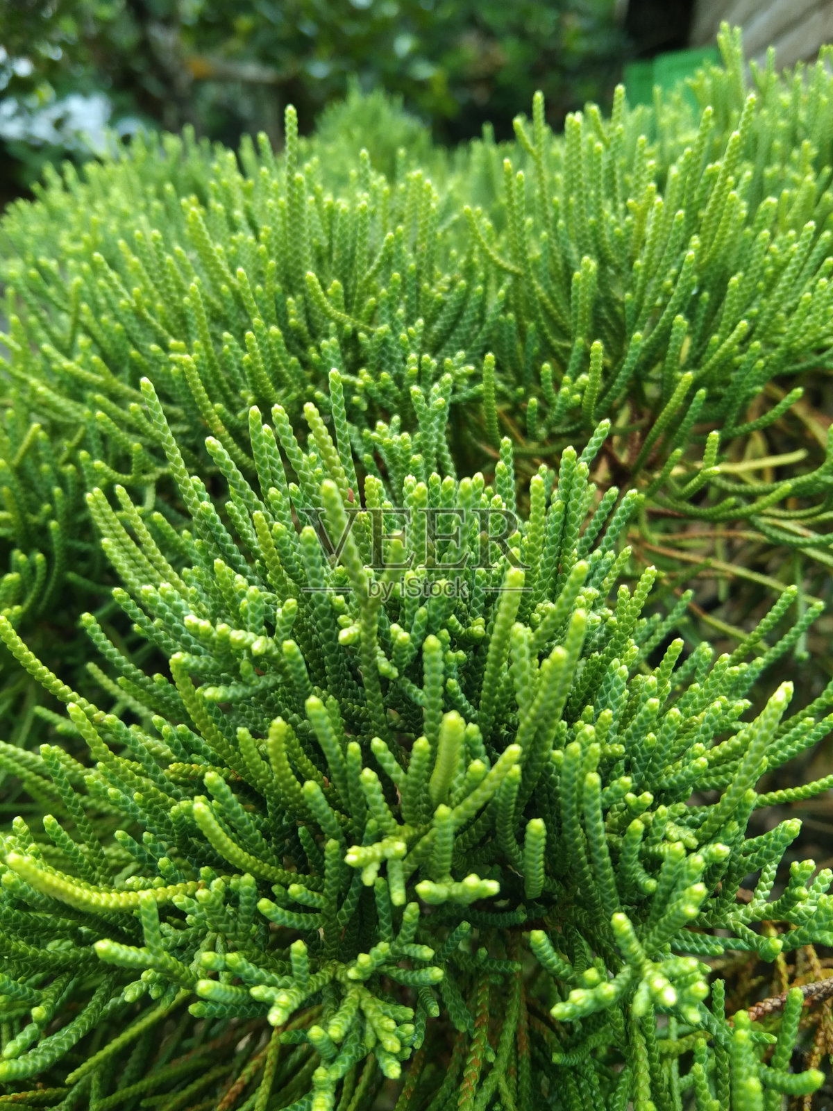 钕照片摄影图片