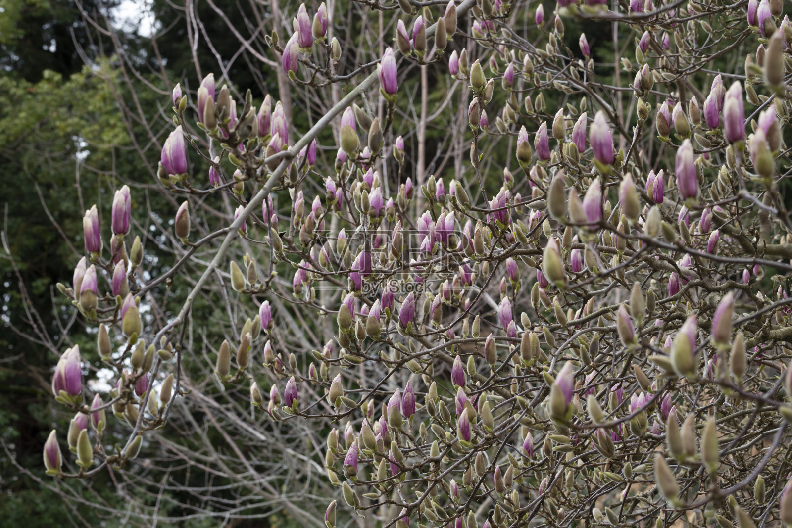 白玉兰也被称为茶托形的白玉兰,树枝上粉红色的花蕾正准备绽放。早春照片摄影图片