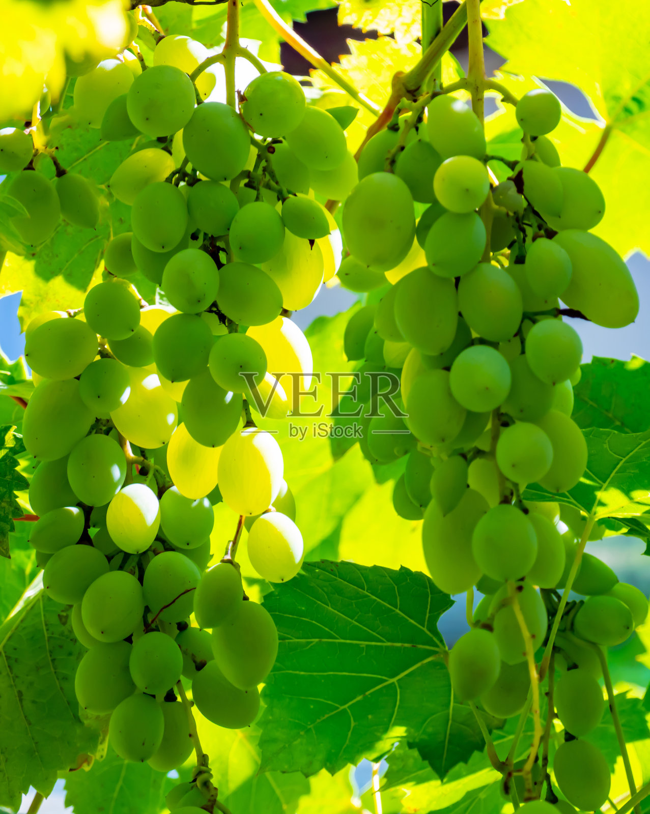 葡萄园里成熟的绿色葡萄。葡萄绿味甜,生长自然。花园里藤蔓上的绿葡萄照片摄影图片
