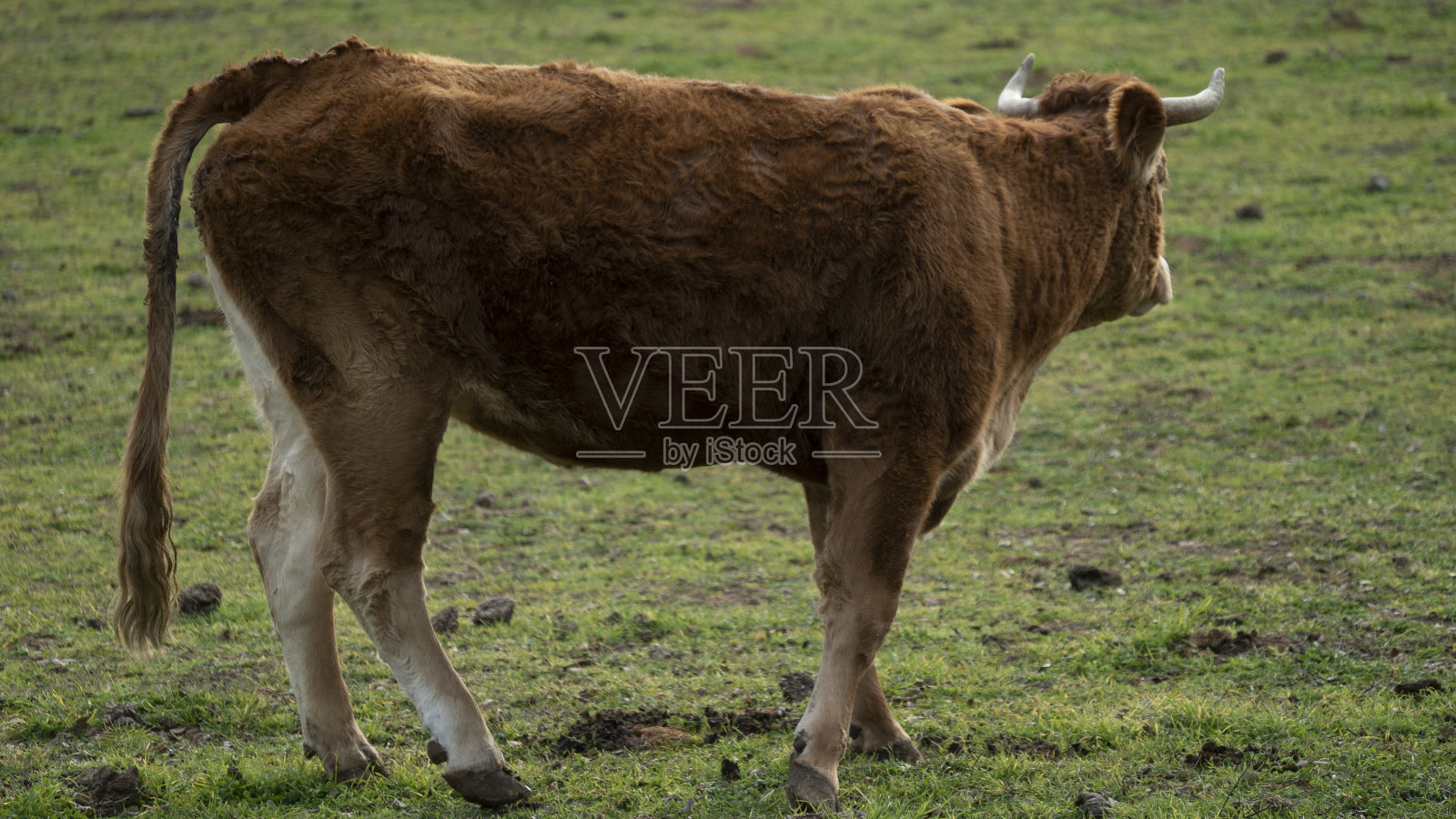 奶牛、乡村草地农业照片摄影图片