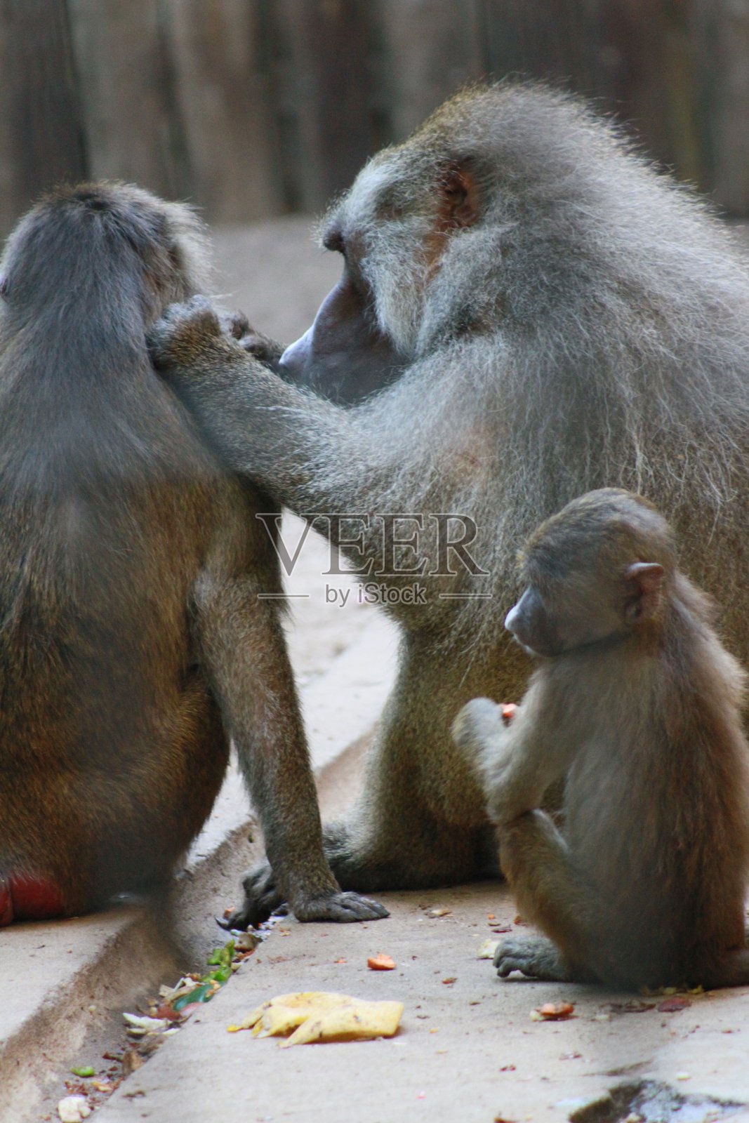 猴子-猴子妈妈-野生动物-自然照片摄影图片