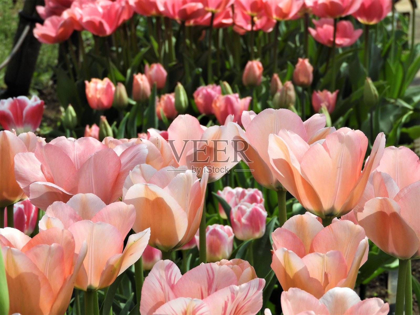 郁金香照片摄影图片