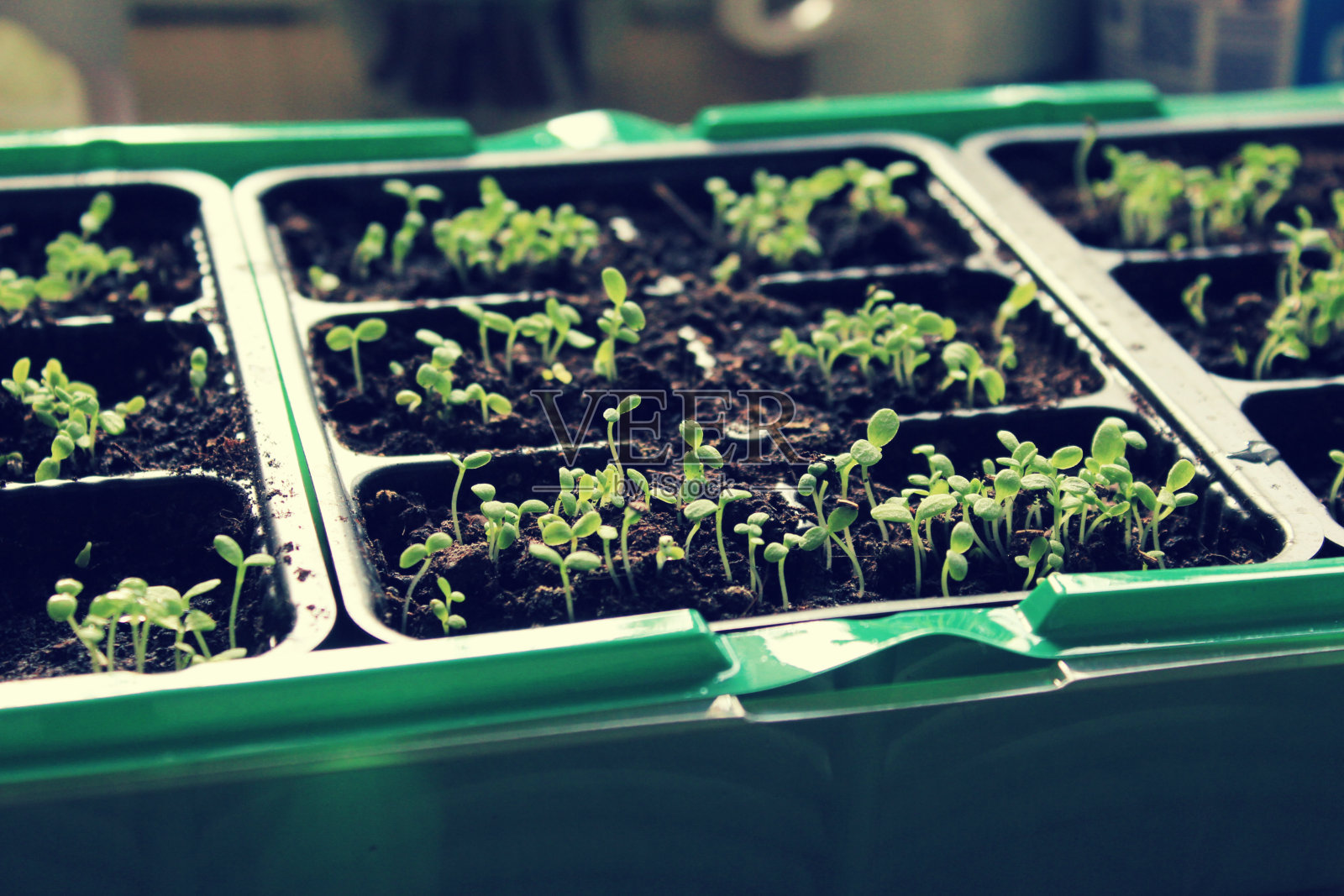幼苗的家。在春天种花。照片摄影图片