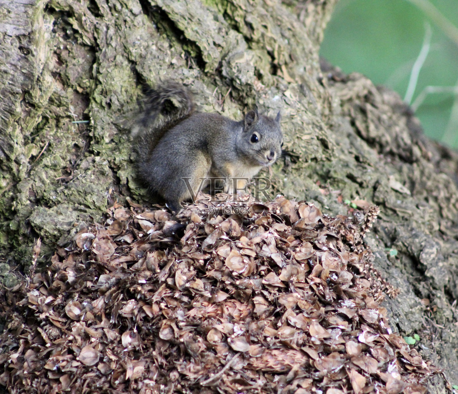 松鼠坐在树下照片摄影图片