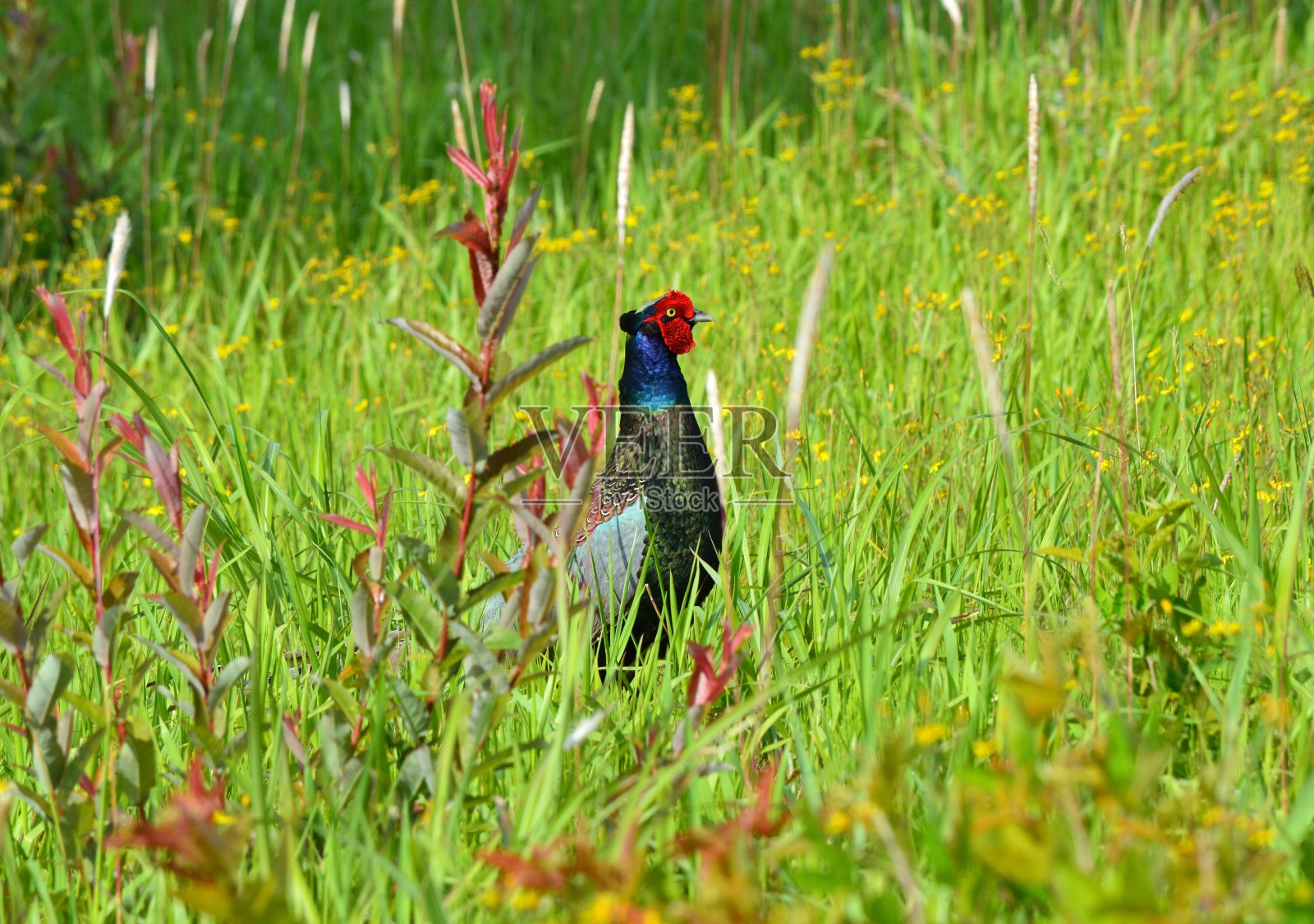 日本的野鸡照片摄影图片