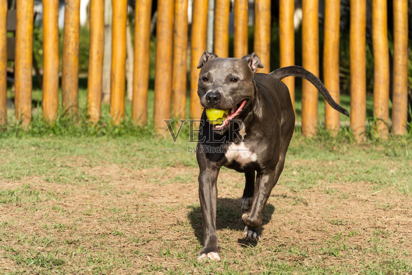 在公园里玩的斗牛犬。绿草和木桩到处都是。日落。蓝鼻子。有选择性的重点照片摄影图片