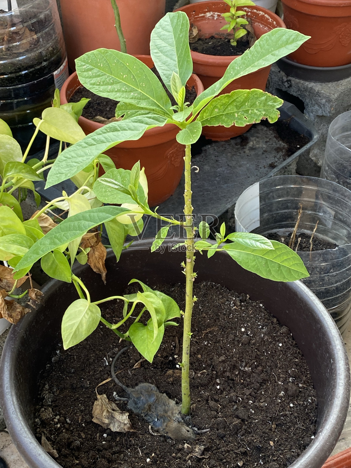 花盆里的老鼠尸体照片摄影图片