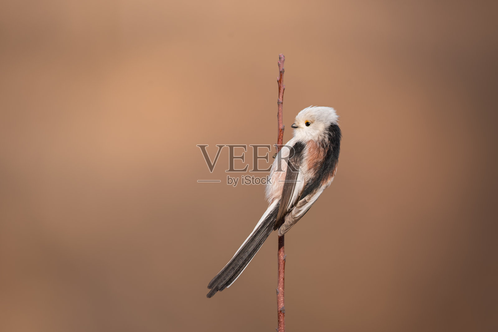 美丽可爱的长尾山雀坐在树枝上照片摄影图片