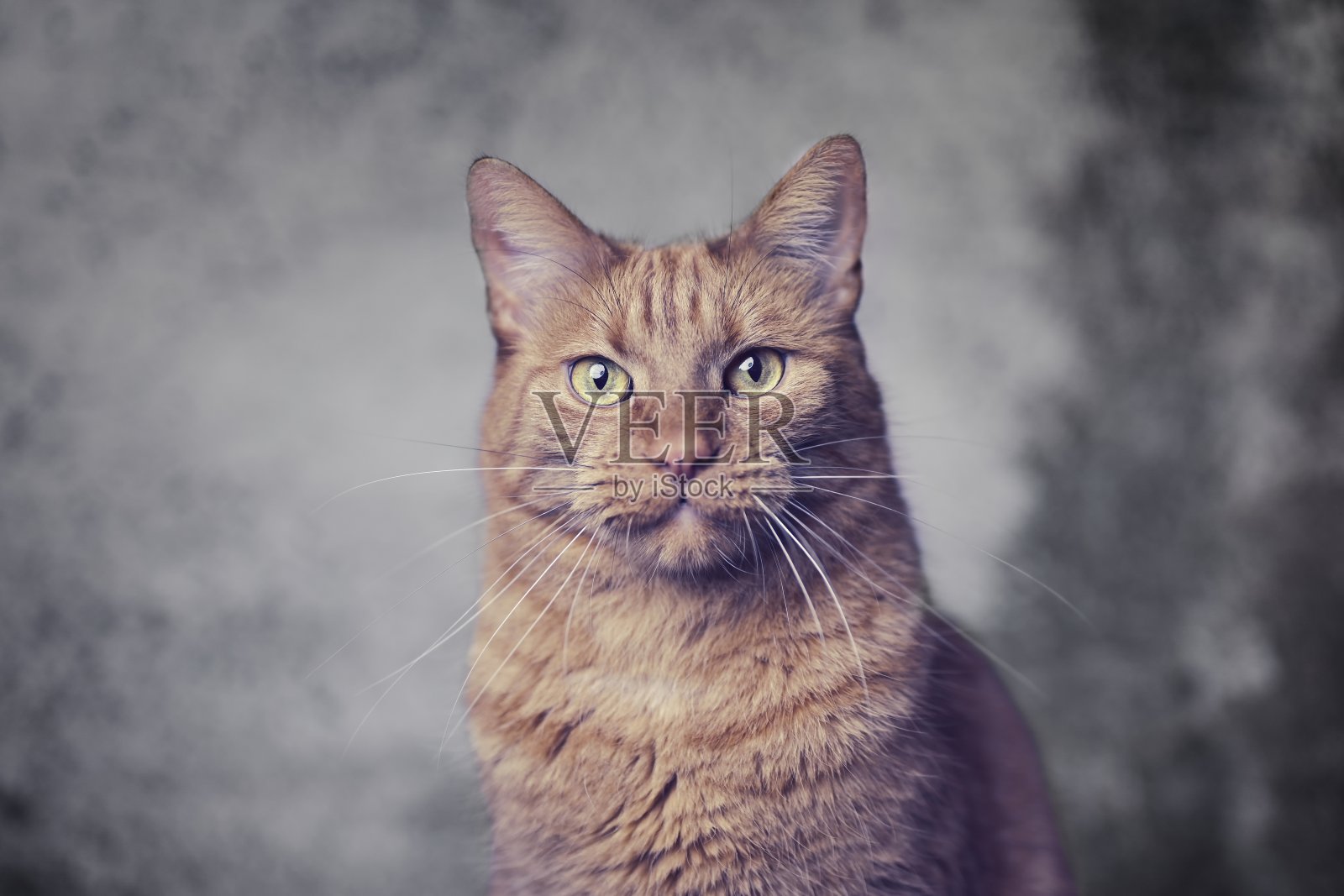 可爱的姜黄色猫肖像看着有趣的相机。具有选择性聚焦的水平图像。照片摄影图片