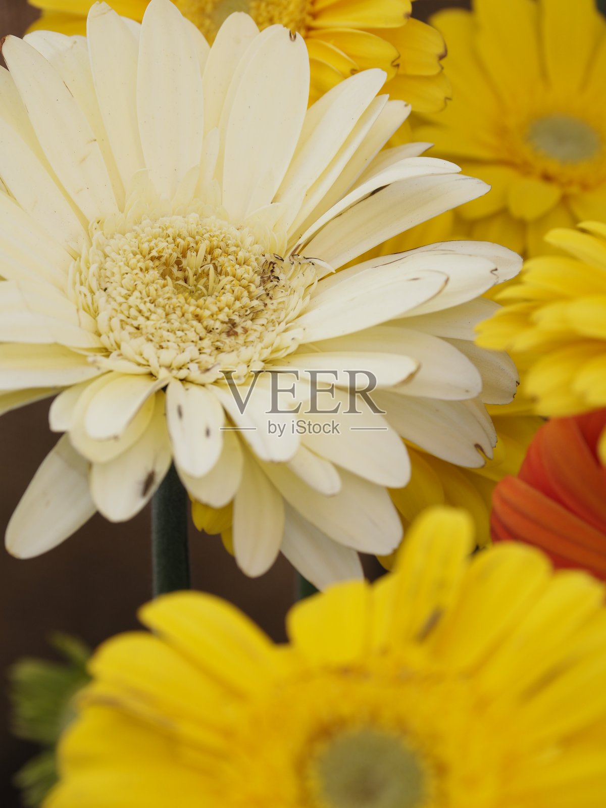 米兰运河上的花卉市场照片摄影图片