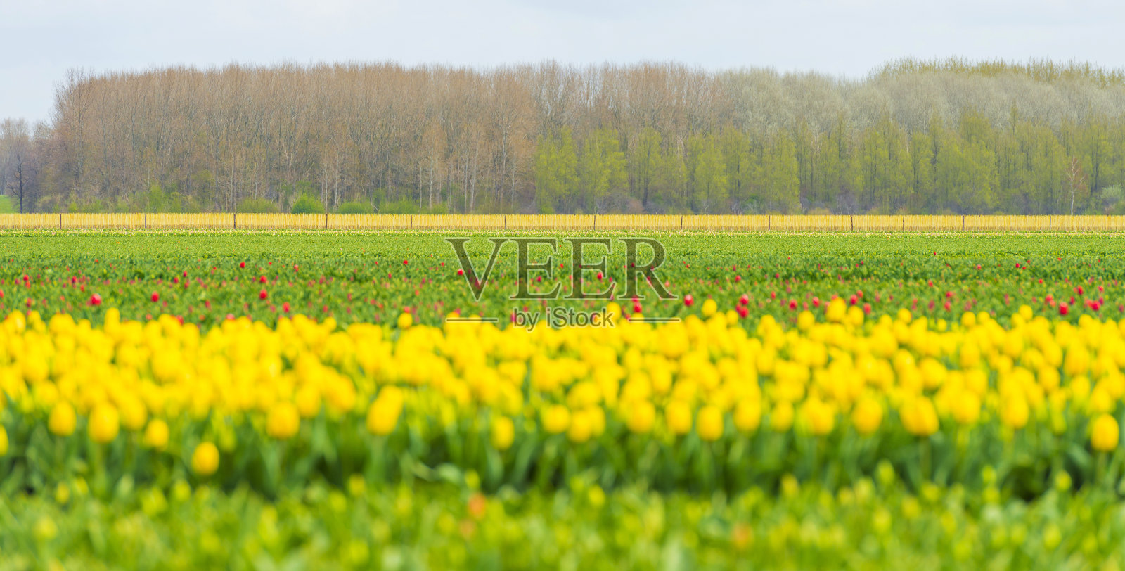 春天,蓝天白云下,阳光下农田里五颜六色的郁金香照片摄影图片