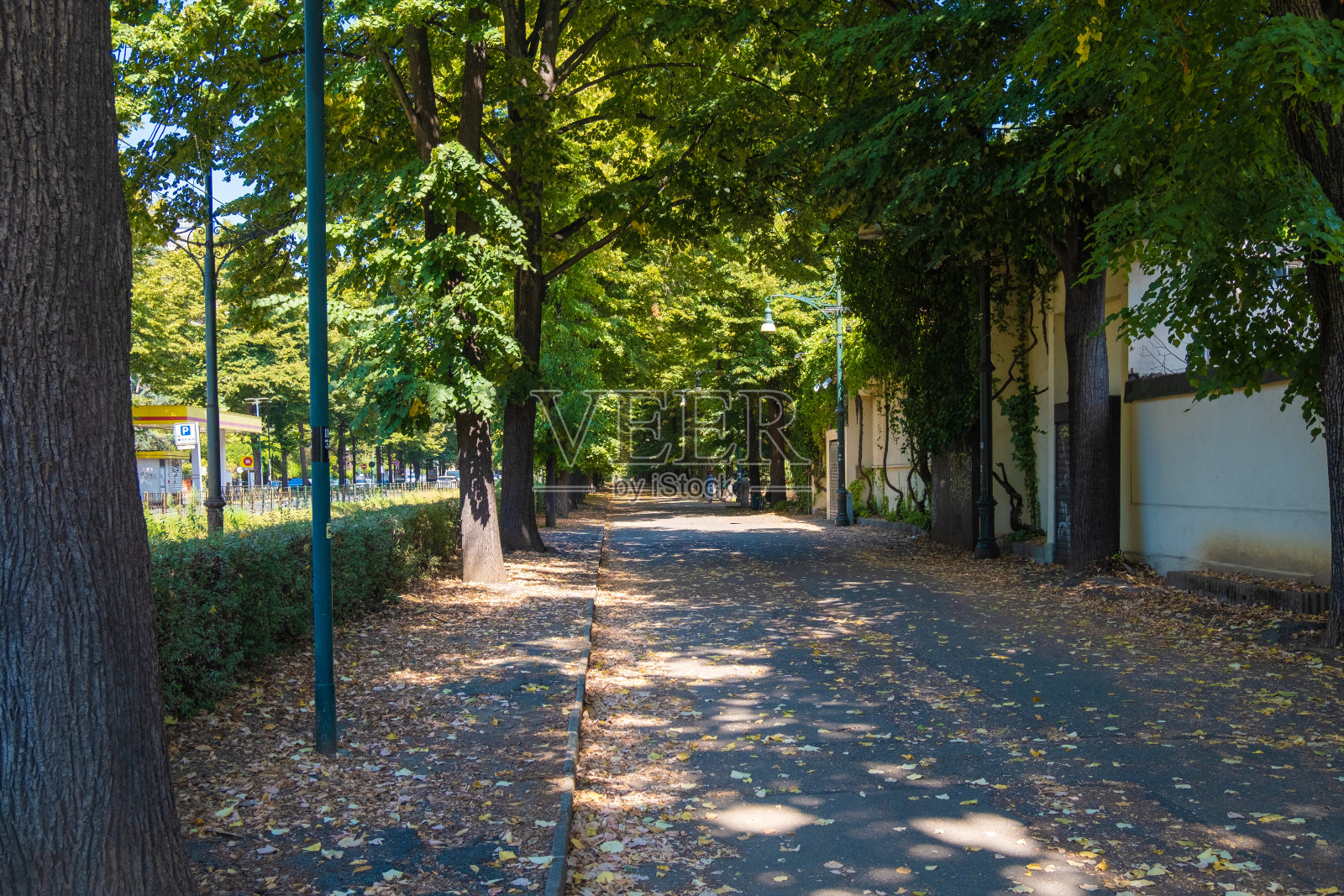 意大利,都灵——2021年8月23日:都灵市美丽的树径照片摄影图片