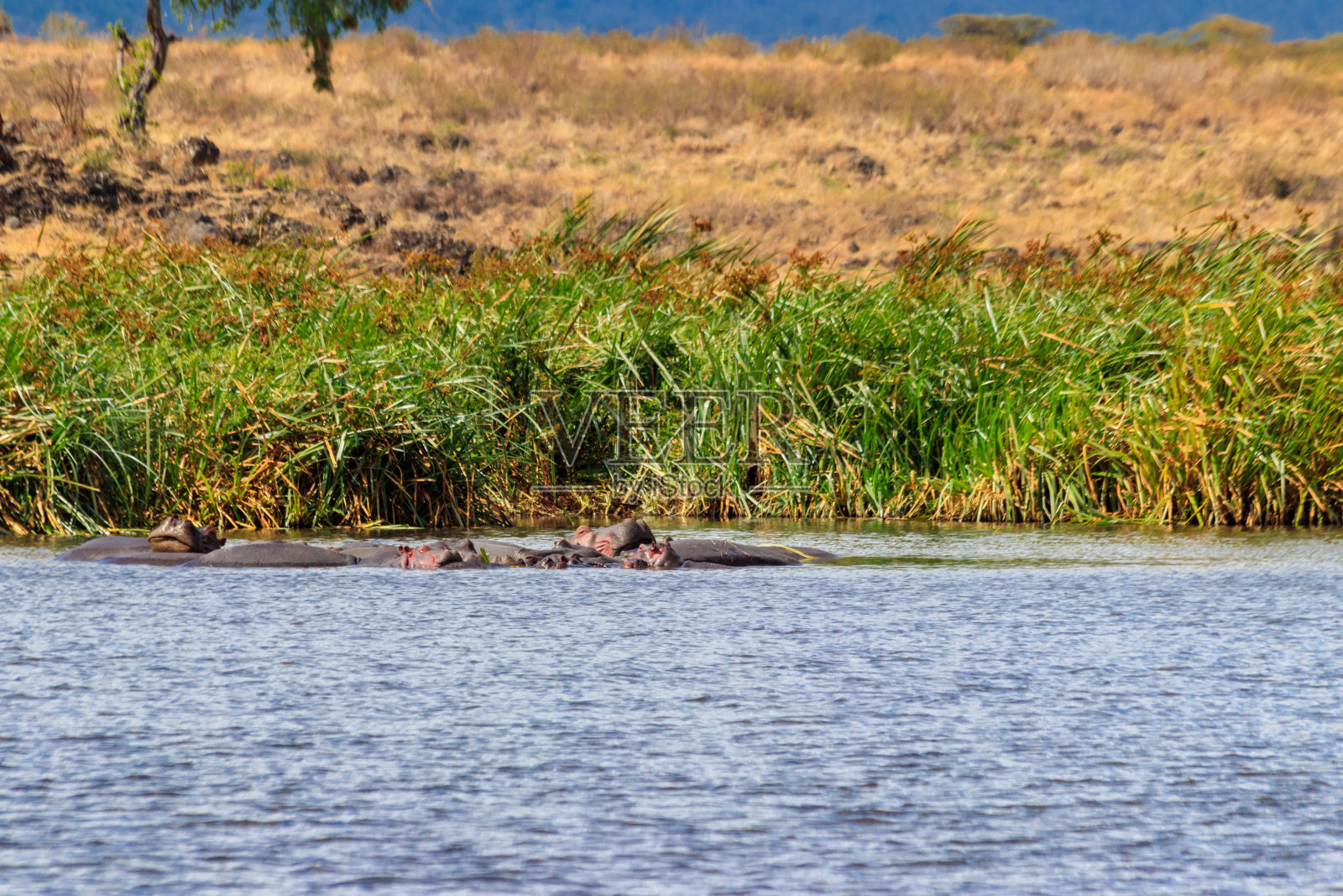 在坦桑尼亚恩戈罗戈罗火山口国家公园的一个湖里,一群河马(两栖河马)照片摄影图片