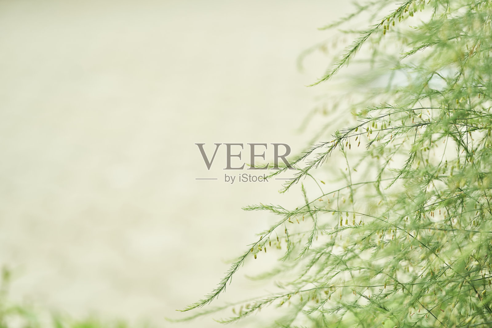 植物的一部分是绿色的,有空间可以复制。药用芦笋叶照片摄影图片