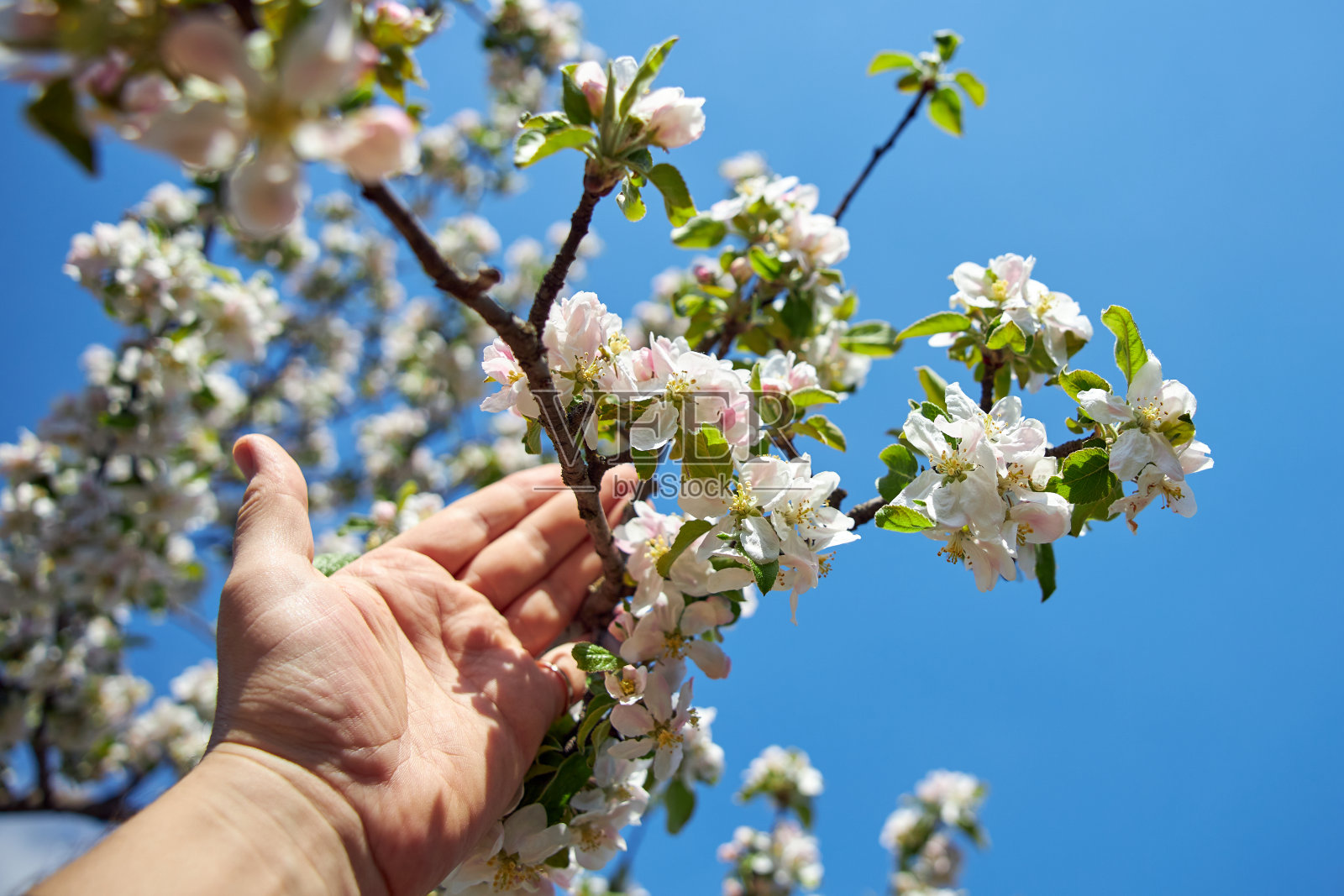 人手和一棵盛开的苹果树在蓝天的背景上照片摄影图片
