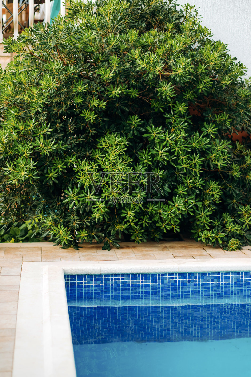 康乐区、水池及观赏植物照片摄影图片