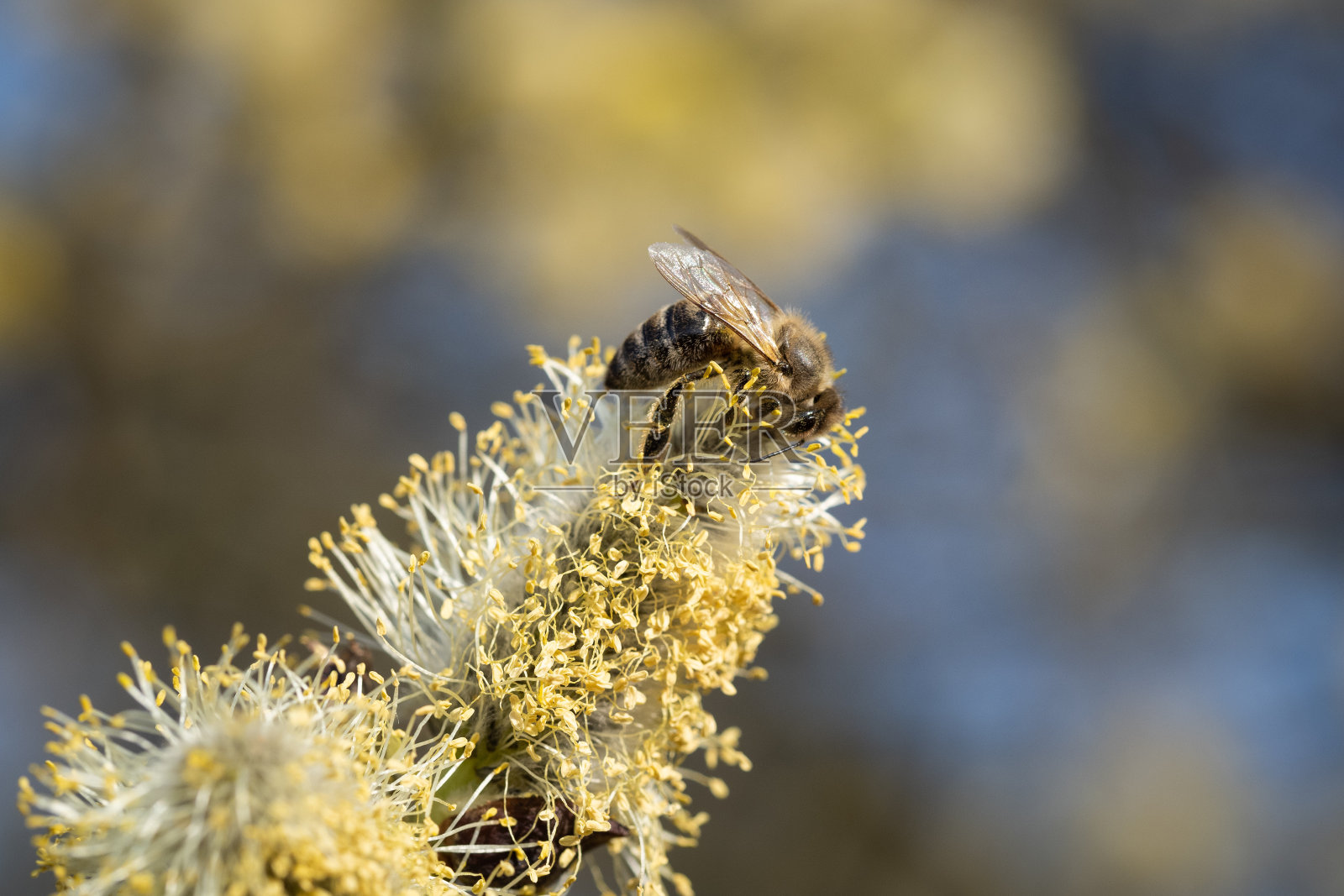 春天里,一只蜜蜂坐在一棵小柳树上的柳絮上照片摄影图片