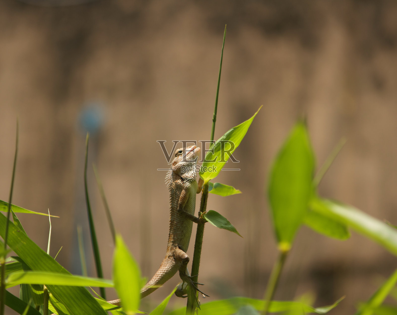 变色龙抓着竹笋的特写镜头照片摄影图片