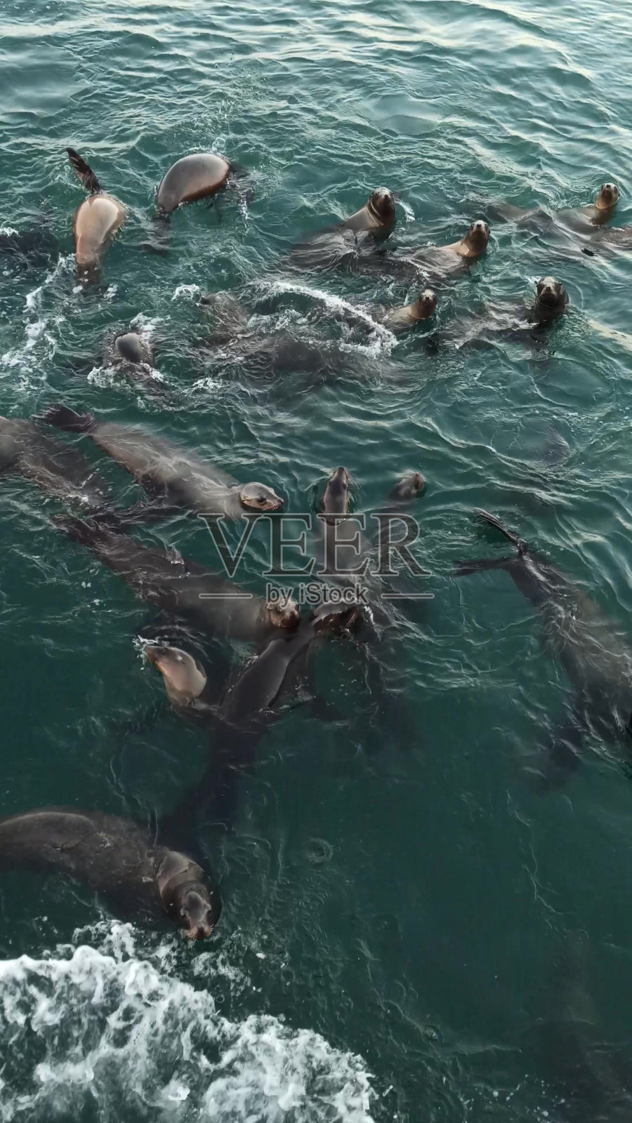 野生海豹群居动物,许多海狮,在海水中成群游动。加州照片摄影图片
