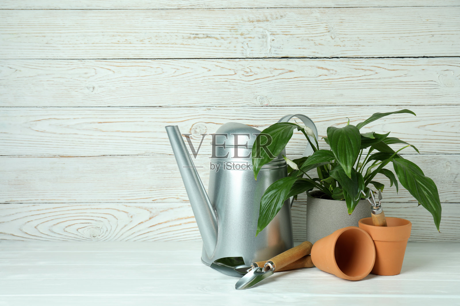 在白色木制背景上园艺的概念照片摄影图片