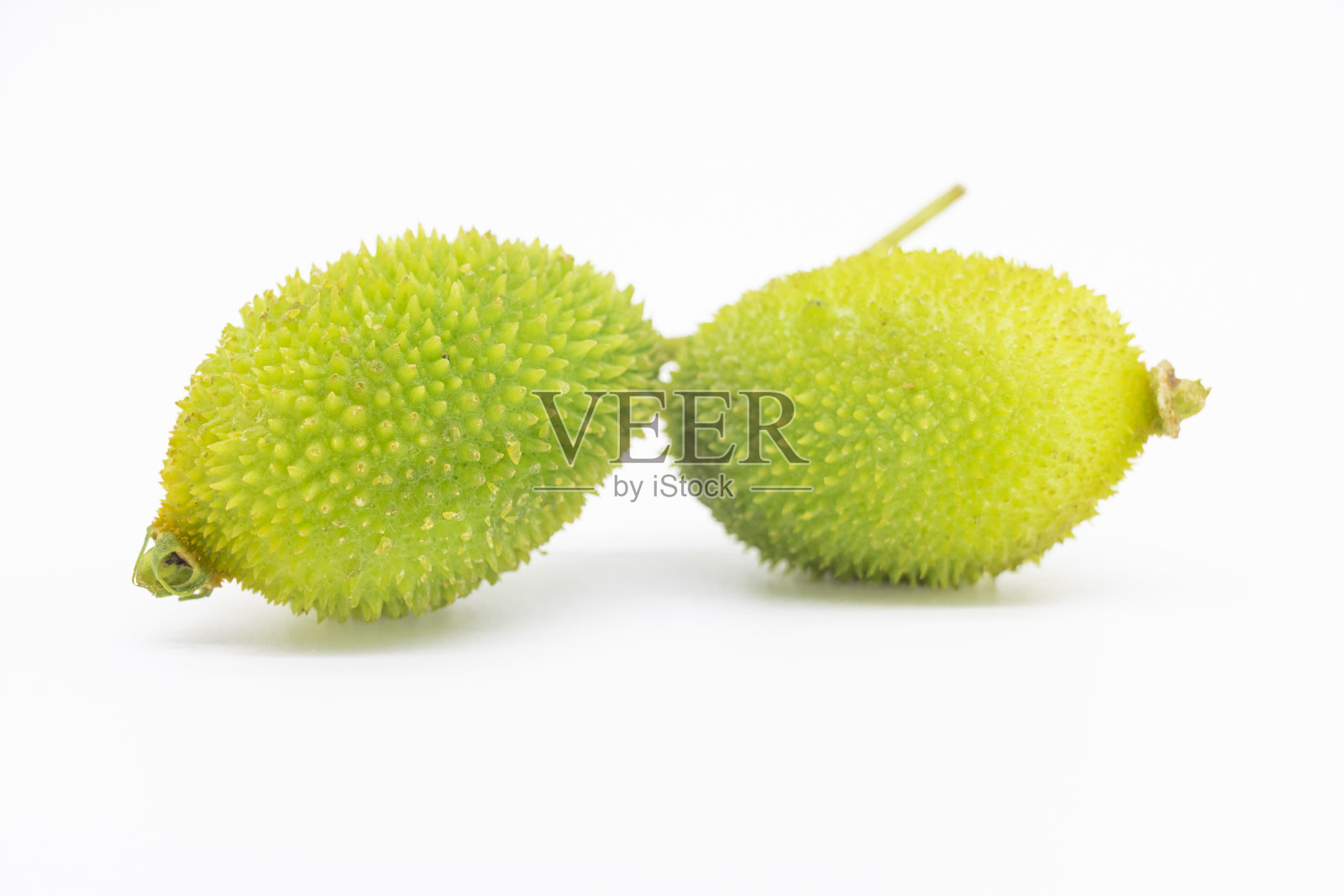 特写,新鲜的多刺葫芦孤立的背景照片摄影图片