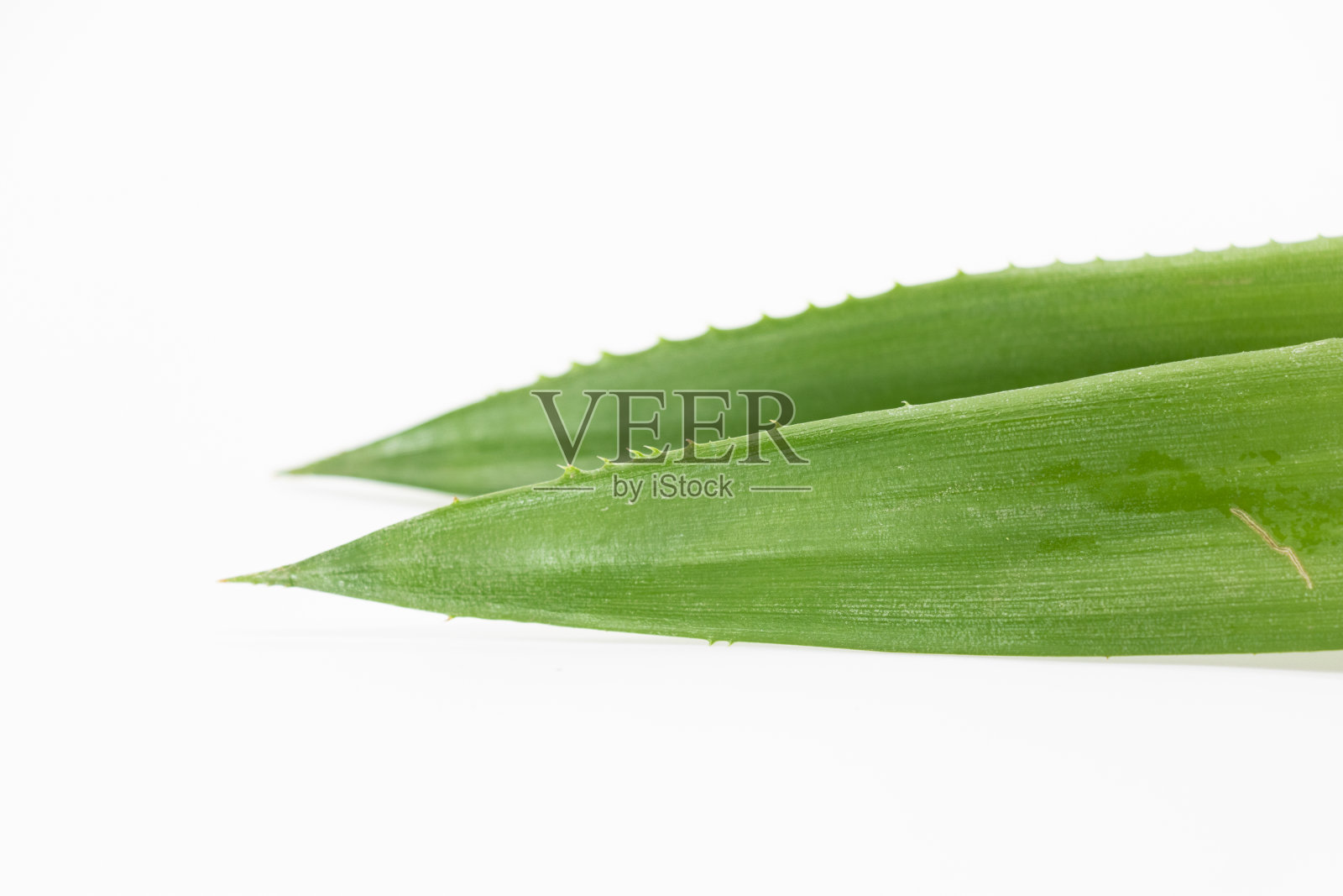 菠萝叶在白色背景照片摄影图片