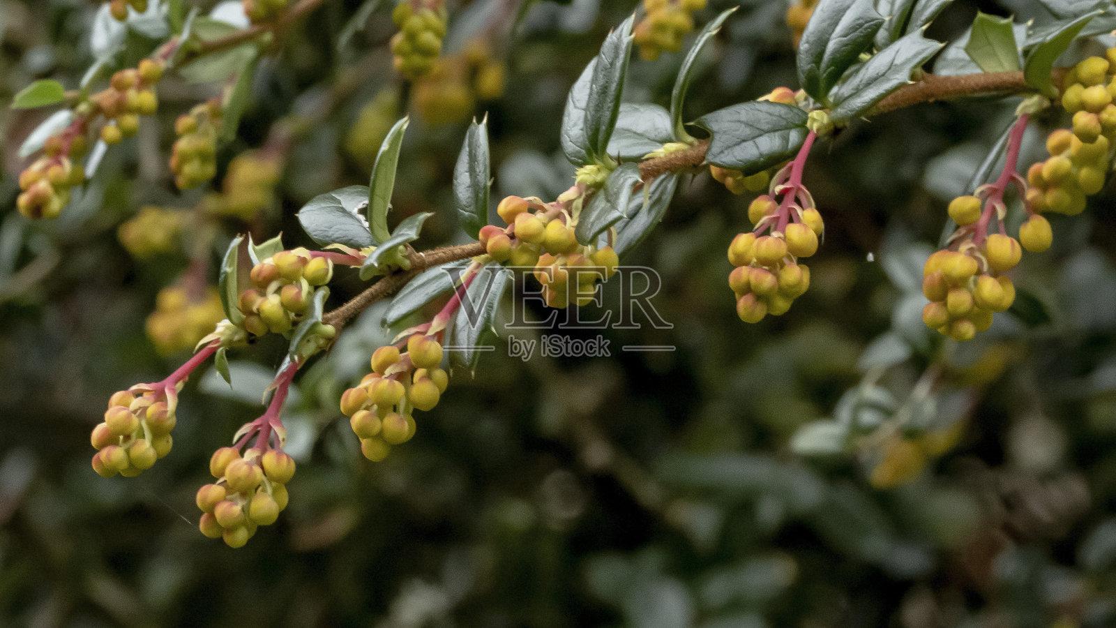 小檗属植物Darwinii植物。照片摄影图片