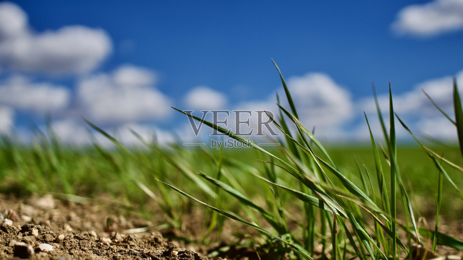 多云的蓝天和春天的绿意。庄稼从地里长出来了。绿油油的田野前是乡村的田园风光。照片摄影图片