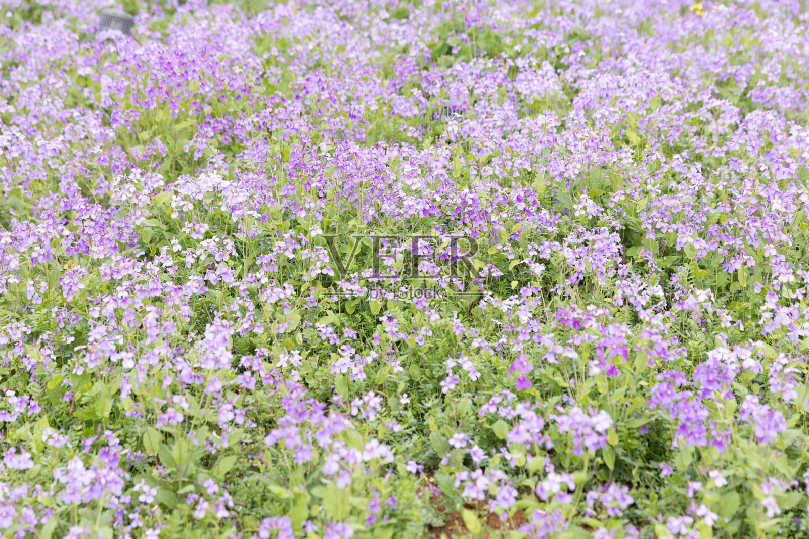 紫色的花照片摄影图片