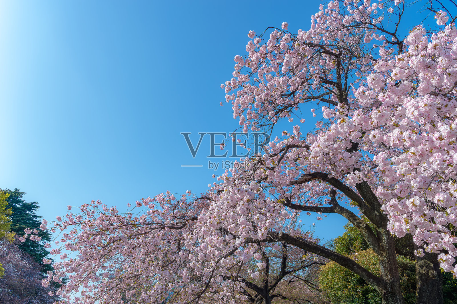 东京一个公园里盛开的樱花照片摄影图片