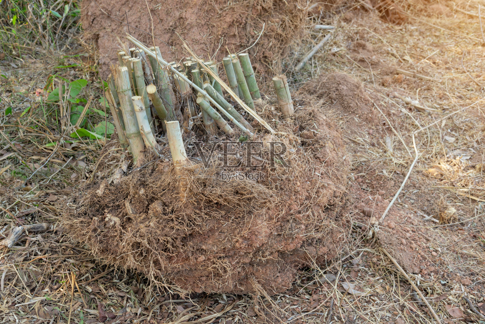 竹子,挖竹子的树,切根用于种植照片摄影图片