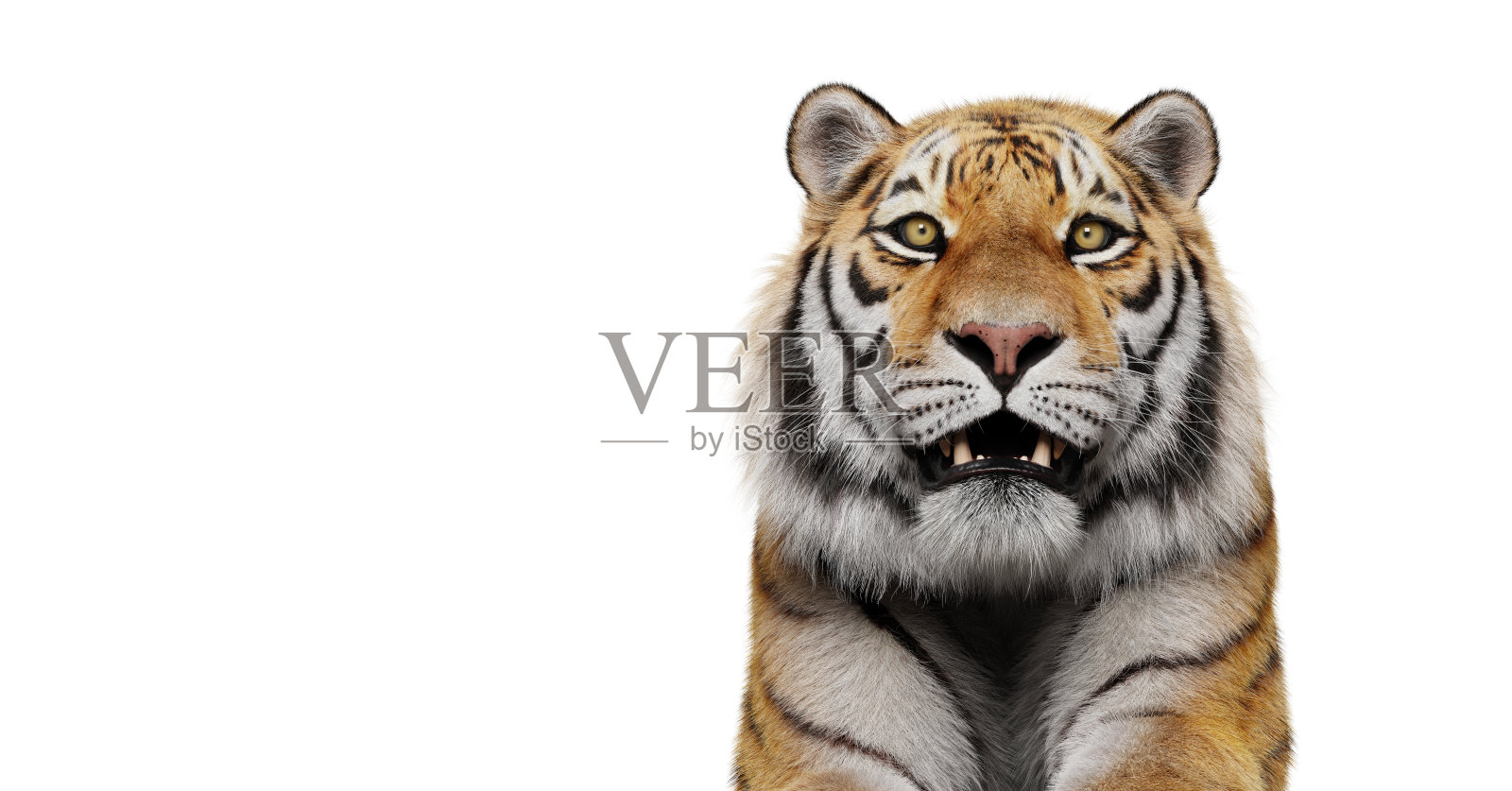 老虎的肖像孤立在白色照片摄影图片