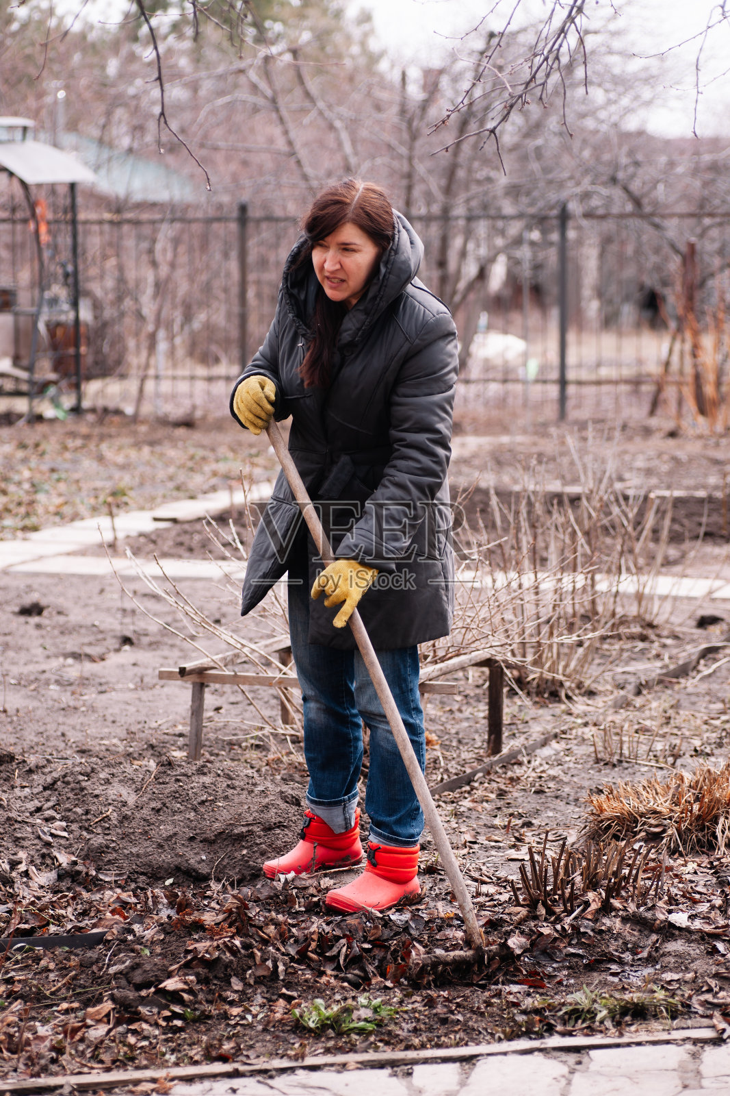 疲惫的农妇收集秋天落下的枯叶,在后院用耙子清理区域。关闭照片摄影图片